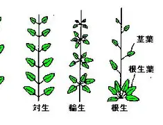 u88娱乐平台入口-包含重磅！尼斯关键时刻外线爆发东契奇与90激战独行侠分钟，冲刺阶段夏洛特黄蜂调整名单以备欧冠的词条